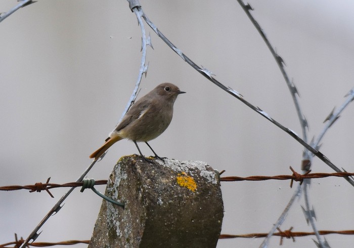 Black Redstart