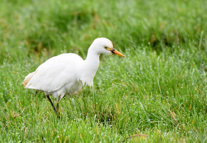 Cattle Egret
