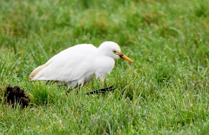 Cattle Egret