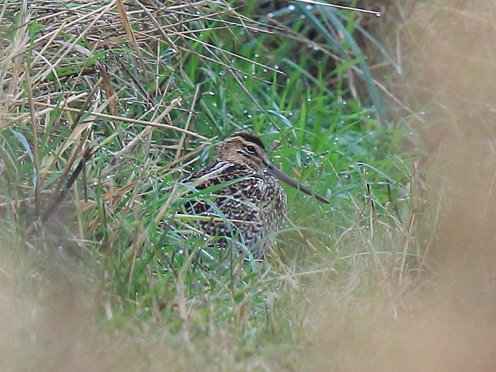 Great Snipe