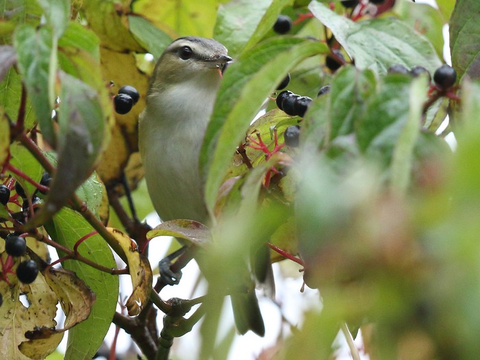 Red-eyed Vireo