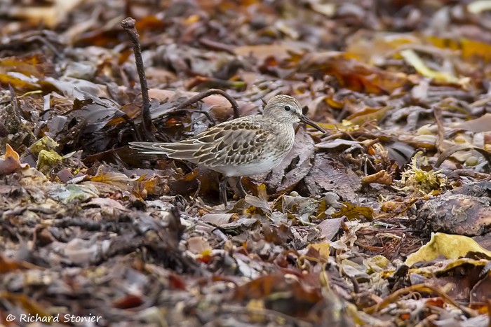 White-rumped Sandpiper
