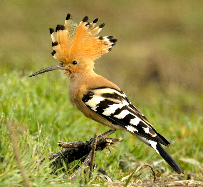 Hoopoe