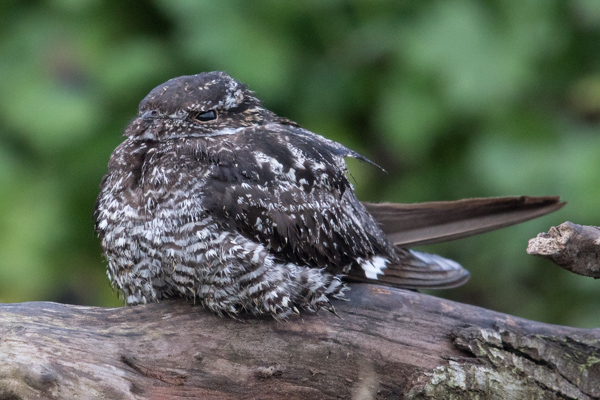 Common Nighthawk