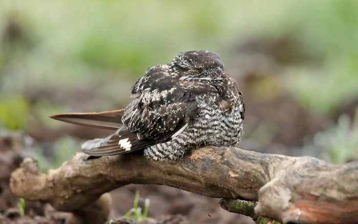 Common Nighthawk