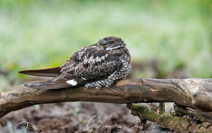 Common Nighthawk