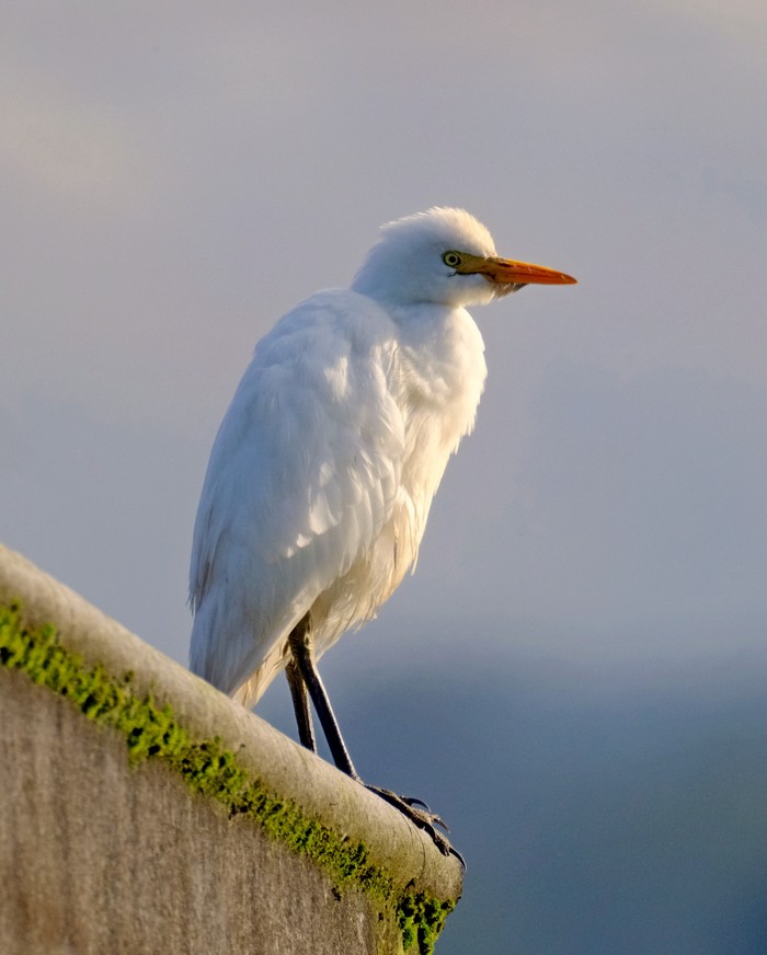 Cattle Egret