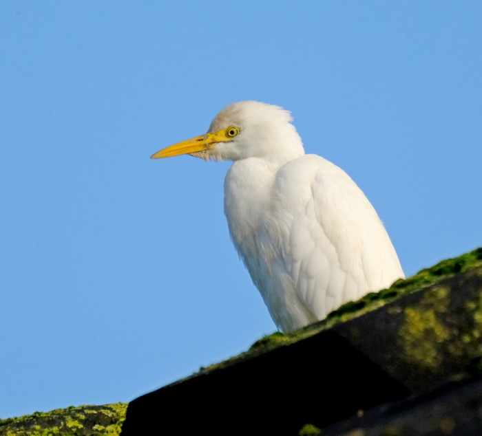 Cattle Egret