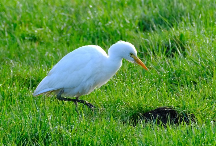 Cattle Egret