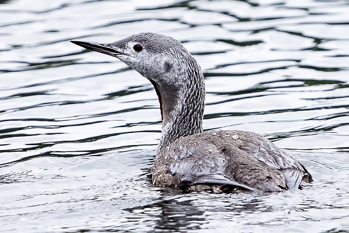 Red-throated Diver