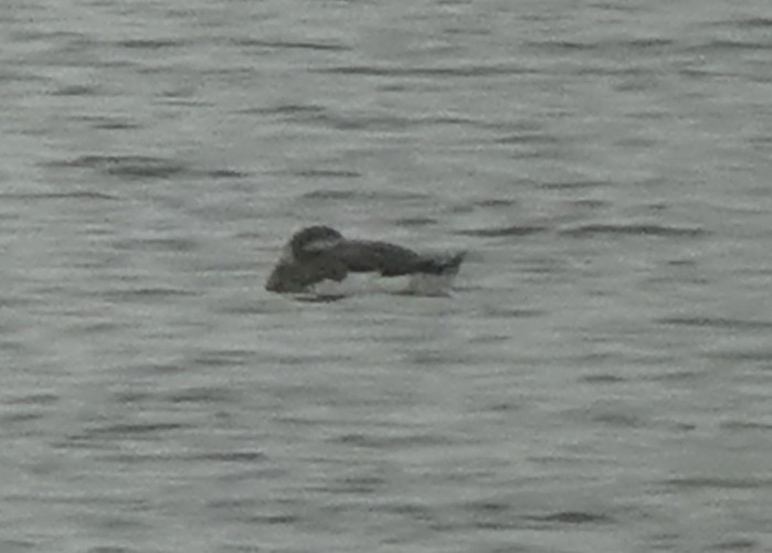 Long-tailed Duck