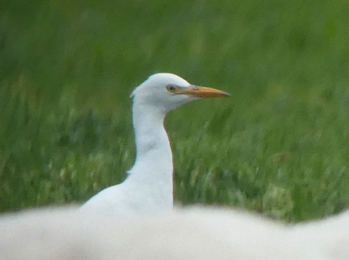 Cattle Egret
