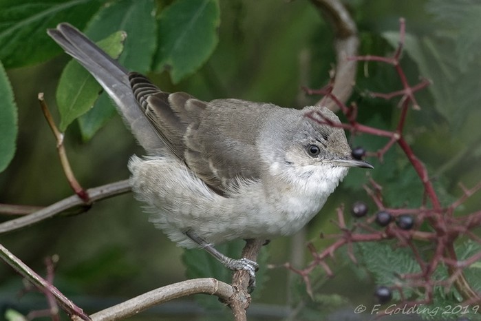 Barred Warbler