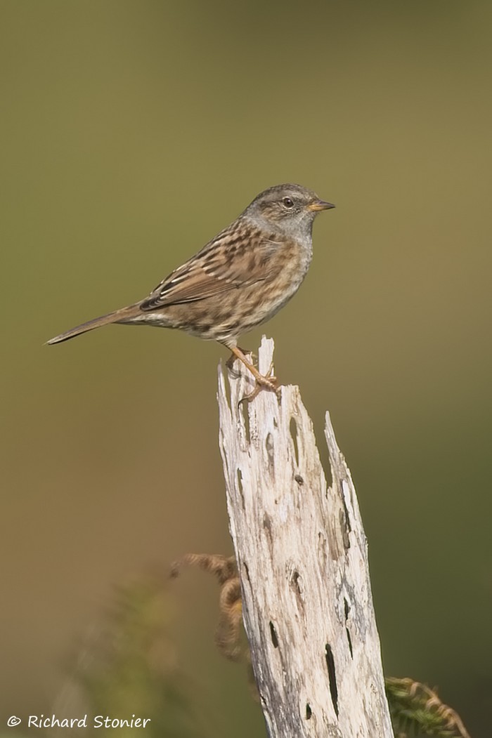 Dunnock