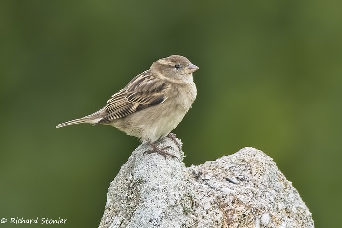 House Sparrow