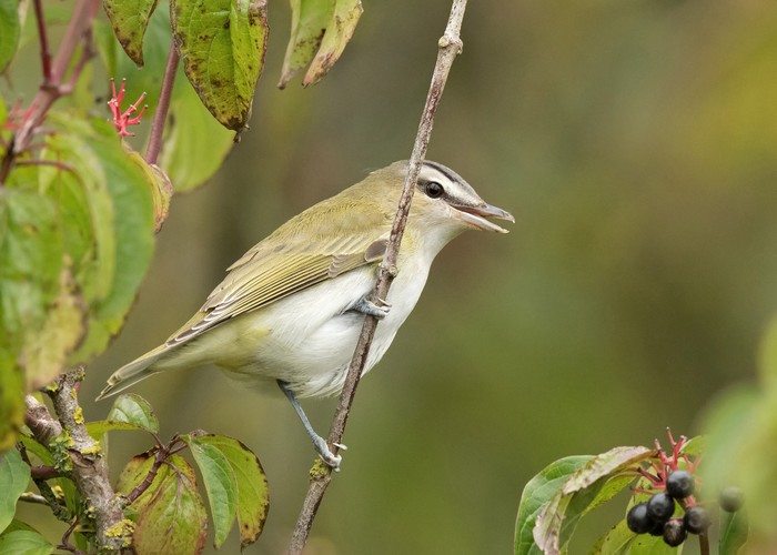 Red-eyed Vireo