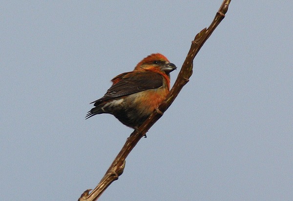 Common Crossbill
