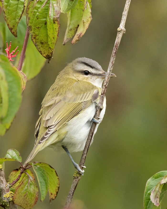 Red-eyed Vireo