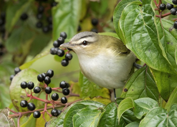 Red-eyed Vireo