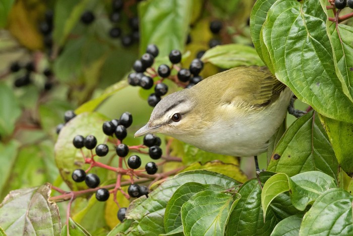 Red-eyed Vireo