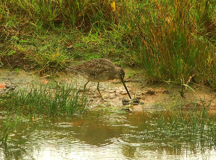 Long-billed Dowitcher