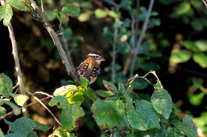 Rose-breasted Grosbeak