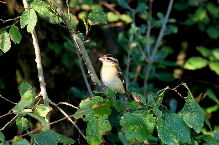 Rose-breasted Grosbeak