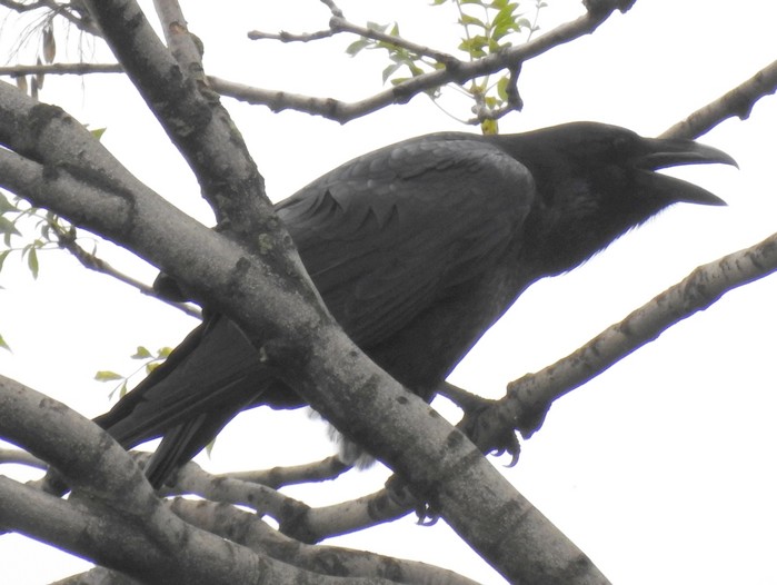 Raven