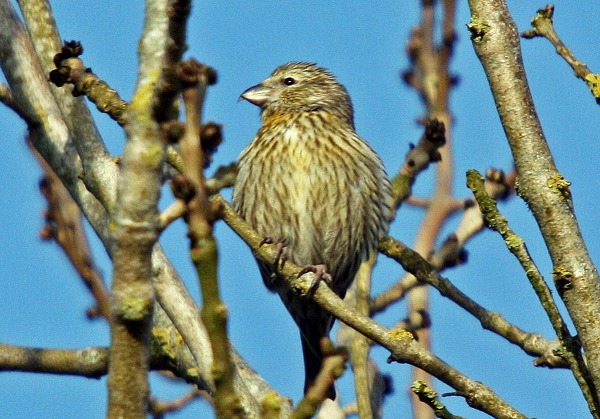 Common Crossbill