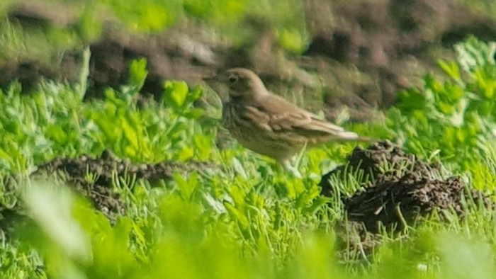 American Buff-bellied Pipit