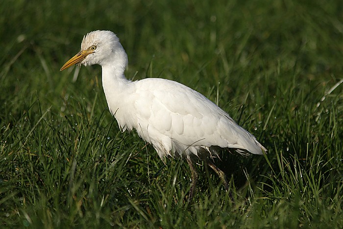 Cattle Egret