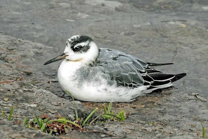 Grey Phalarope