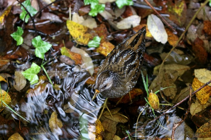 Spotted Crake