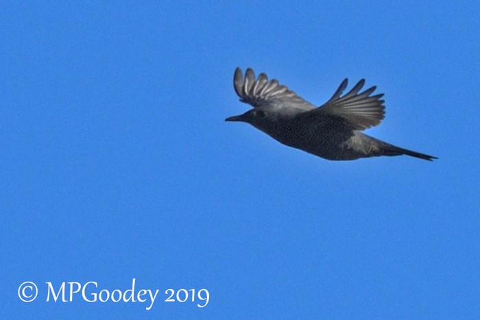 Blue Rock Thrush