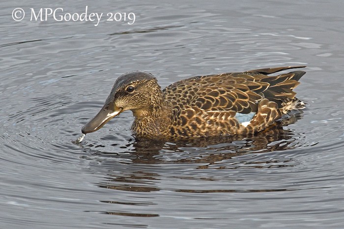 Blue-winged Teal