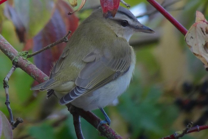 Red-eyed Vireo