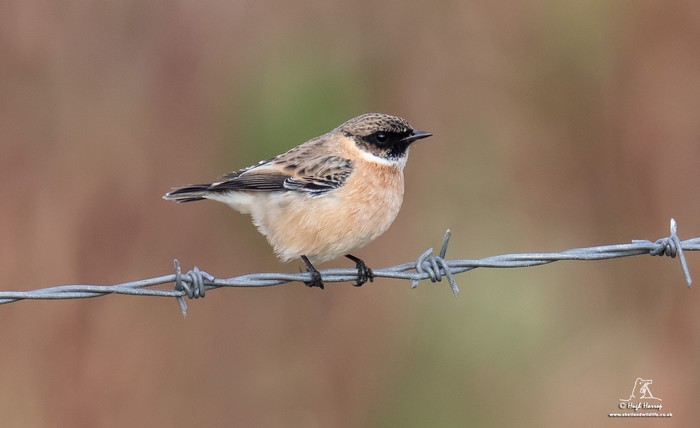 Siberian Stonechat