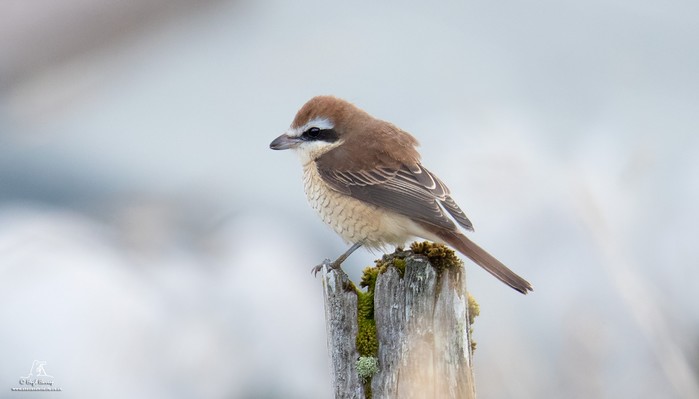 Brown Shrike