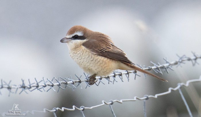 Brown Shrike
