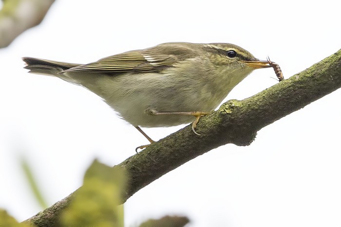 Arctic Warbler