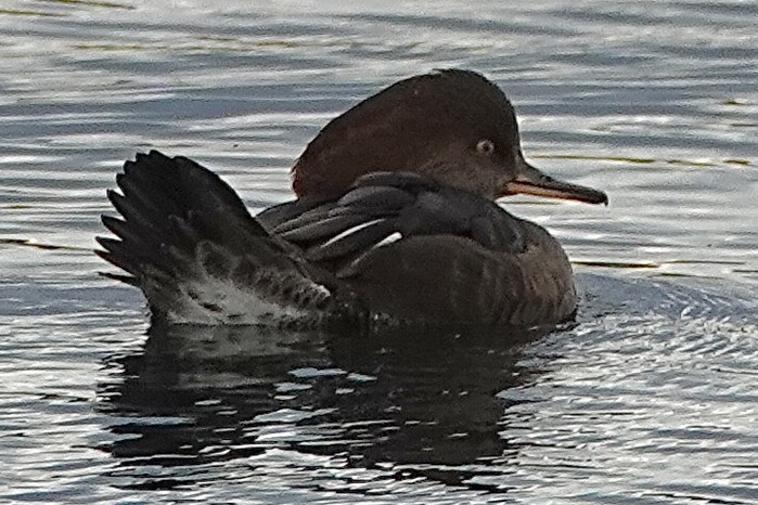 Hooded Merganser