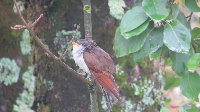 Yellow-billed Cuckoo