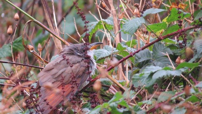 Yellow-billed Cuckoo