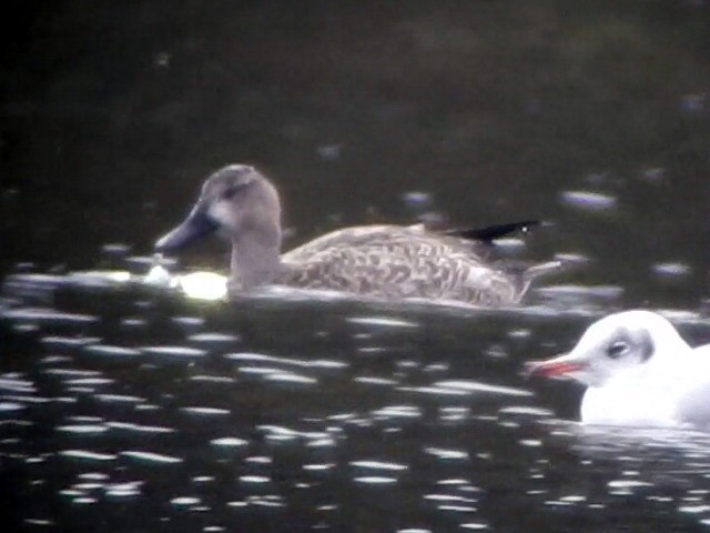 Blue-winged Teal