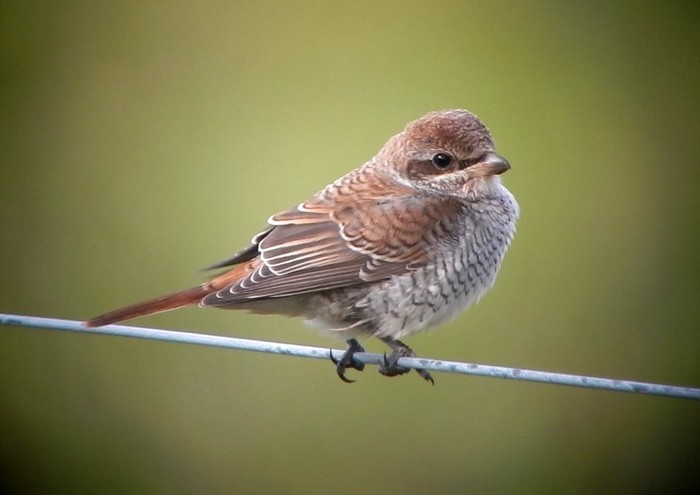 Red-backed Shrike