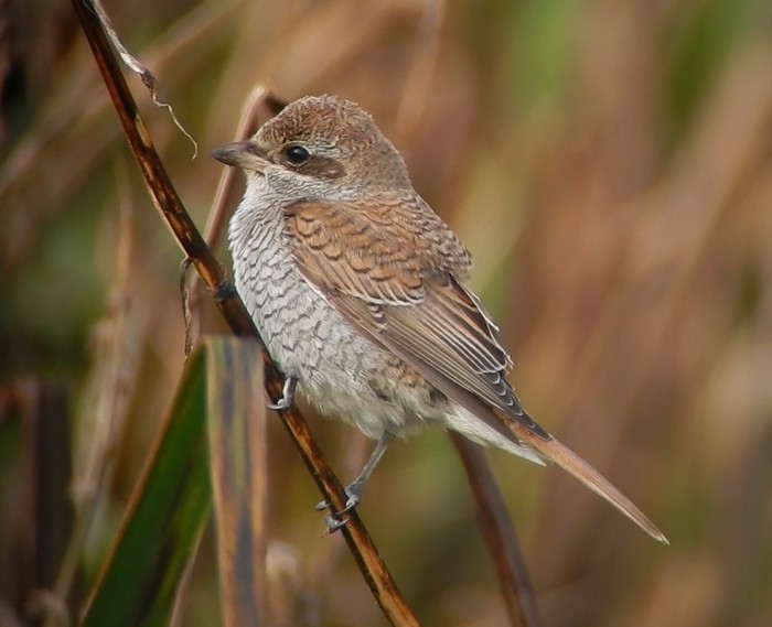 Red-backed Shrike