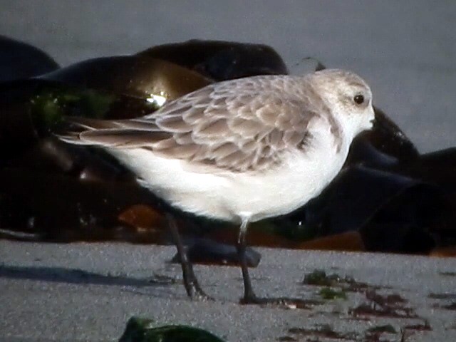 Sanderling