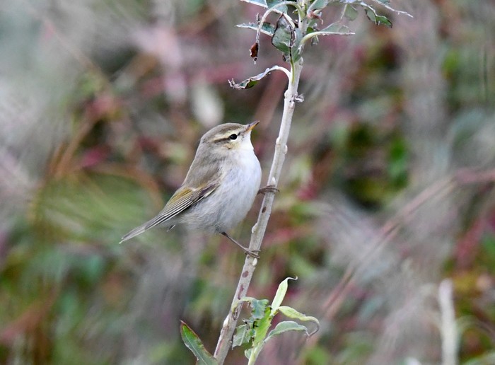 Greenish Warbler