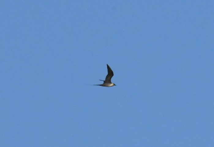 Long-tailed Skua