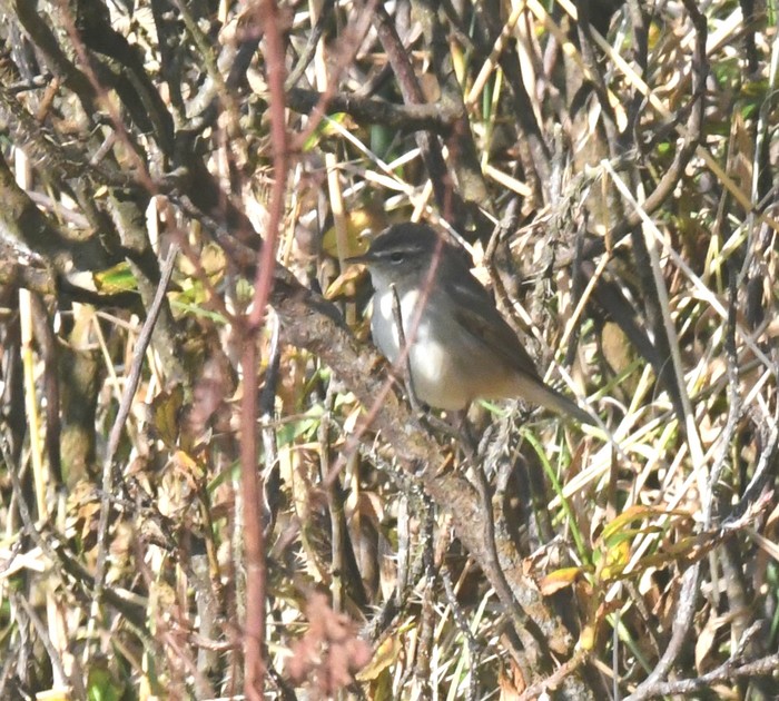 Dusky Warbler